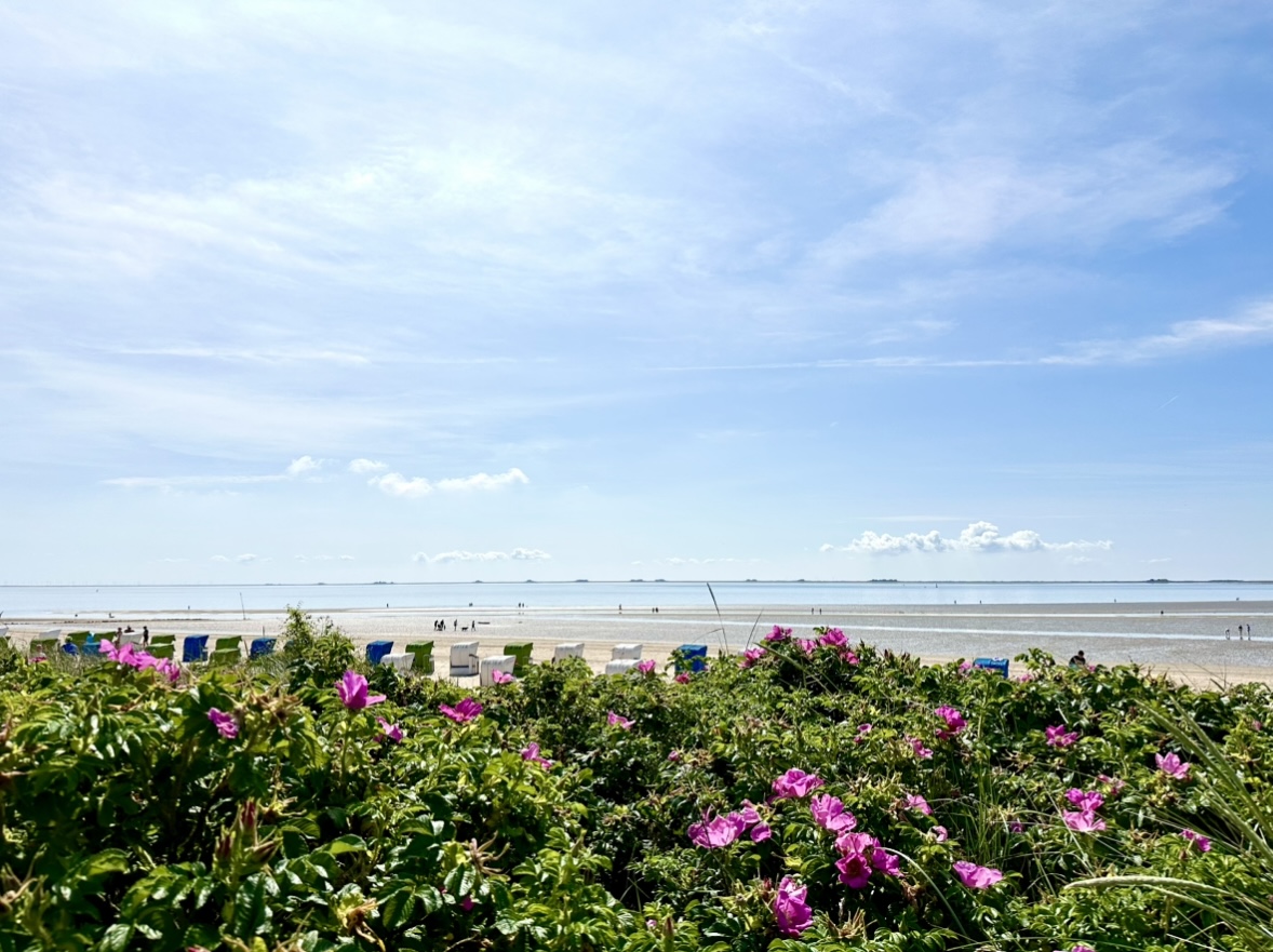 Blick über Blumensträucher zum Strand von Utersum auf Föhr